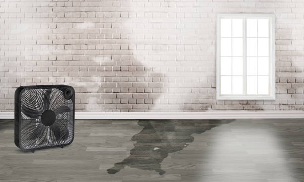 Best Professional water damage repair  in Lake Lorelei, OH